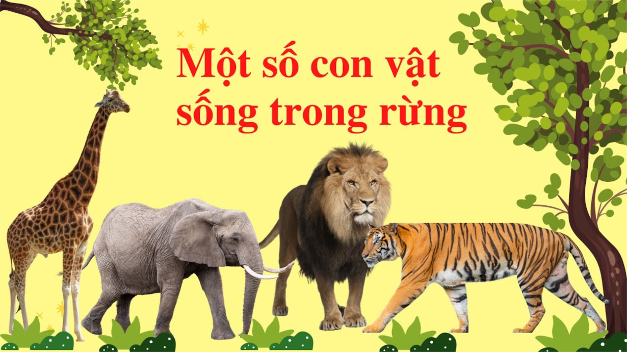 Tìm Hiểu Một Số Con Vật Sống Trong Rừng