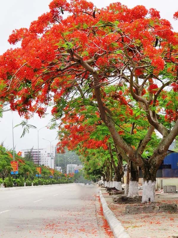 Câu đố cho trẻ mầm non chủ đề thế giới thực vật