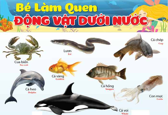 Ảnh Động Vật Sống Dưới Nước: Khám Phá Vẻ Đẹp Bí Ẩn Của Thế Giới Đại Dương