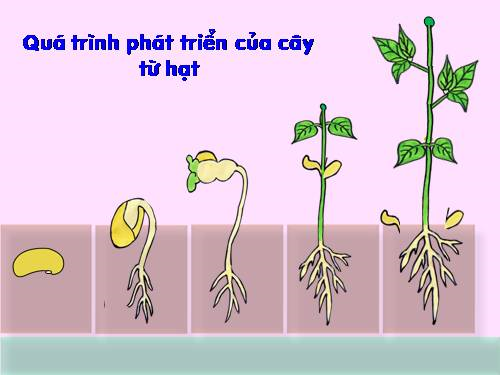 4. So Sánh Quá Trình Nảy Mầm Của Đậu Xanh và Các Loại Đậu Khác