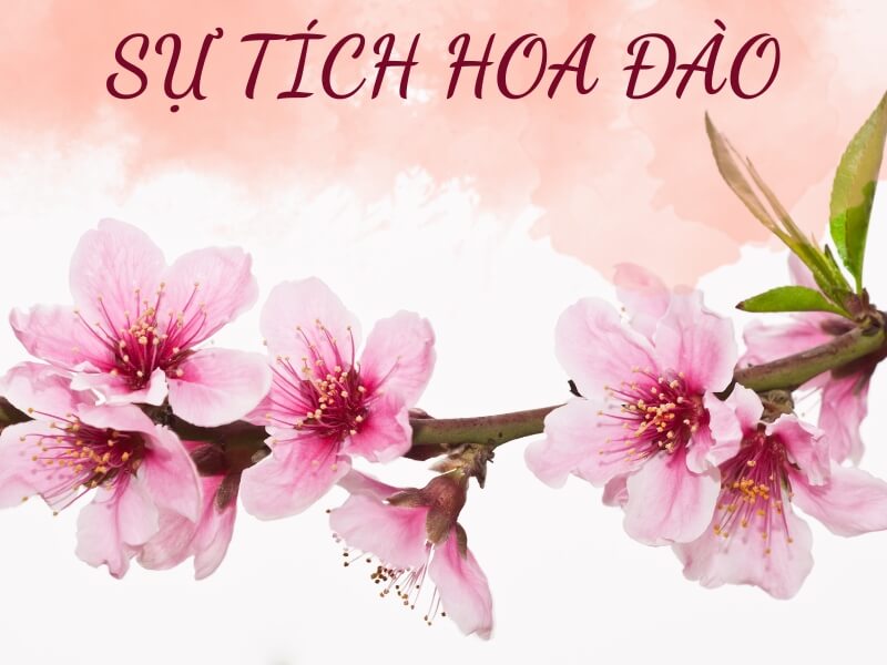 Ý nghĩa của hoa anh đào - Biểu tượng văn hóa và sự sống