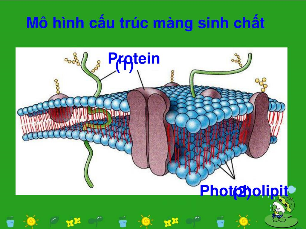 Bài 8 Cấu trúc của tế bào nhân thực  Hoc24